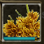 Cyperus.png